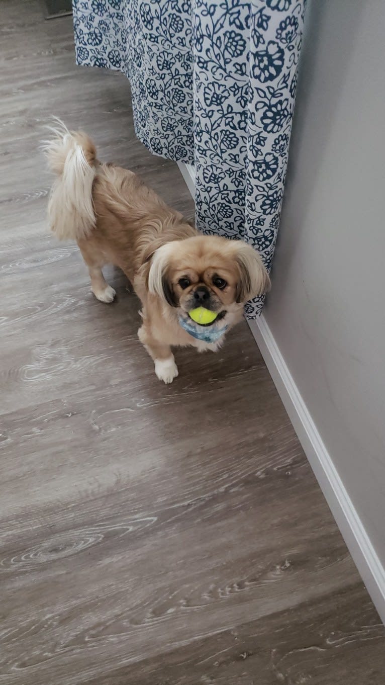 Ginger, a Pekingese tested with EmbarkVet.com