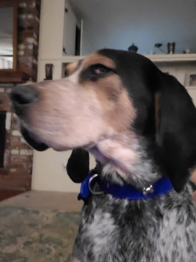 Cletus, a Bluetick Coonhound tested with EmbarkVet.com