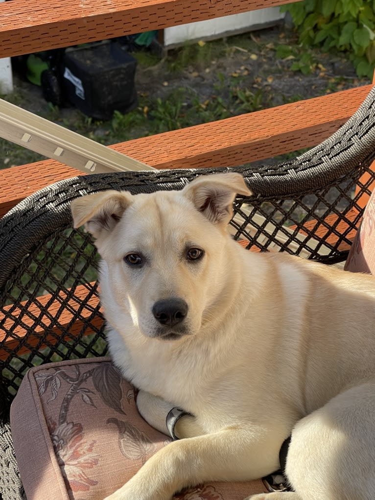 Nala, a Labrador Retriever and Chow Chow mix tested with EmbarkVet.com