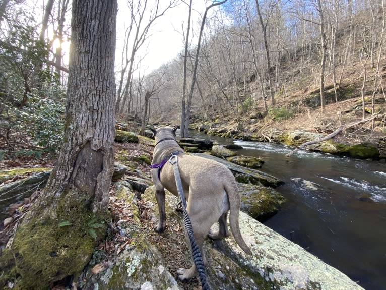 zerah, a Perro de Presa Canario tested with EmbarkVet.com