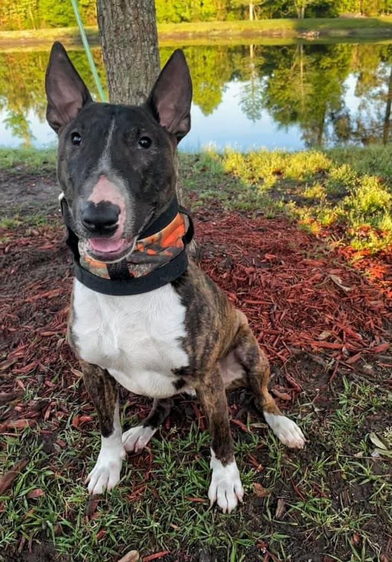 Dippy, a Bull Terrier tested with EmbarkVet.com