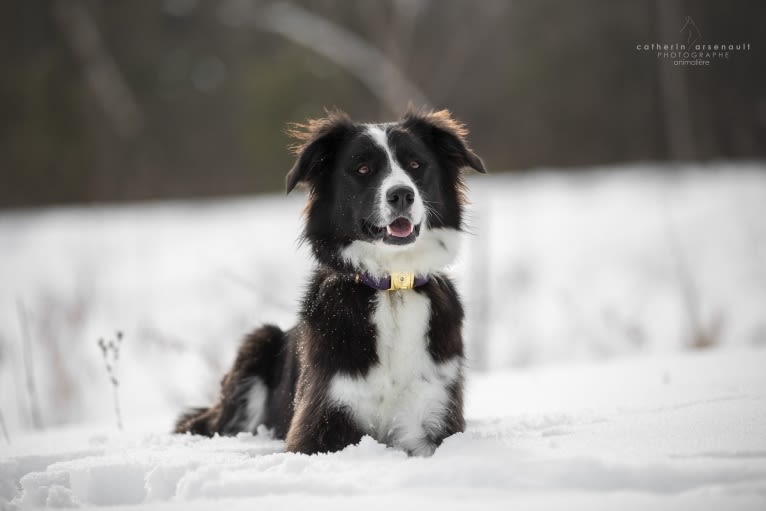 Phénix, a Border Collie and Boxer mix tested with EmbarkVet.com