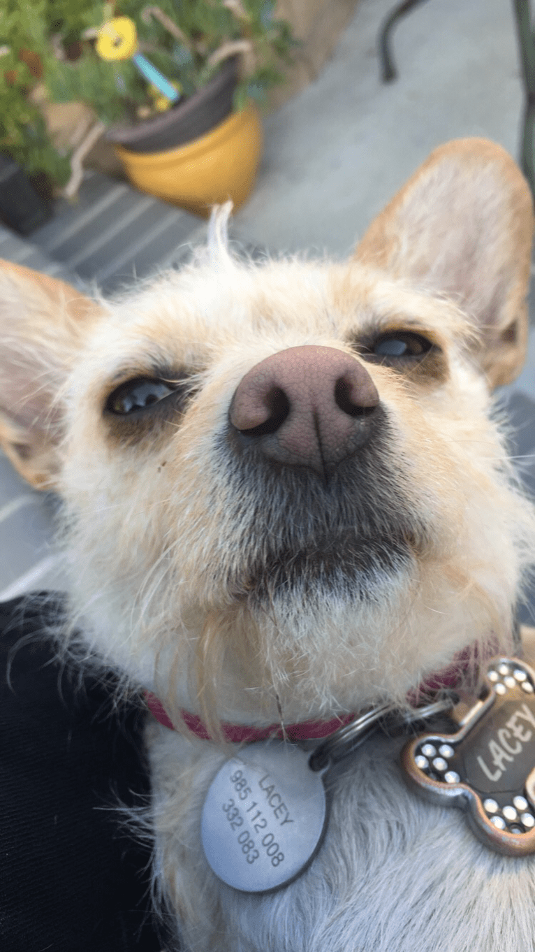 Lacey Girl, a Poodle (Small) and Chihuahua mix tested with EmbarkVet.com