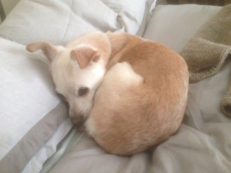 Blip, a Chihuahua and Cocker Spaniel mix tested with EmbarkVet.com