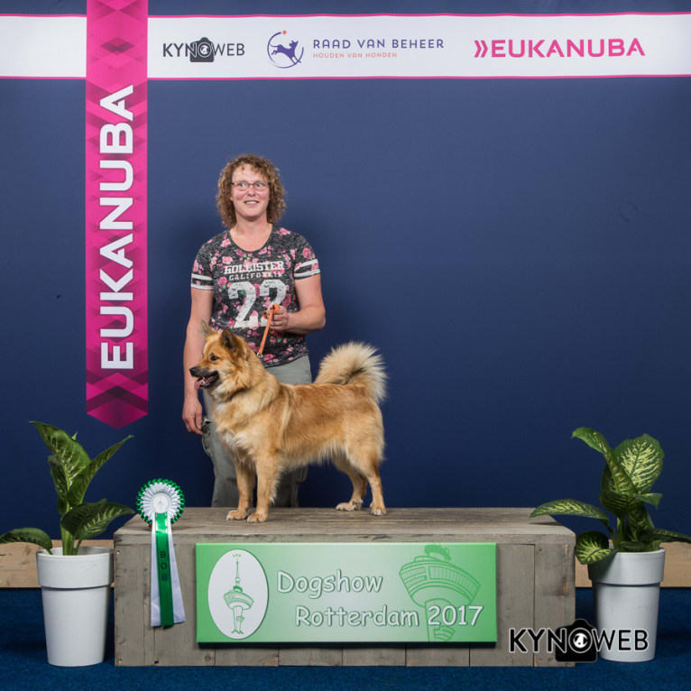 Bindi, an Icelandic Sheepdog tested with EmbarkVet.com