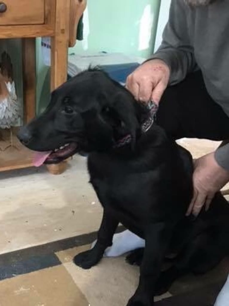 Buck, a Labrador Retriever tested with EmbarkVet.com