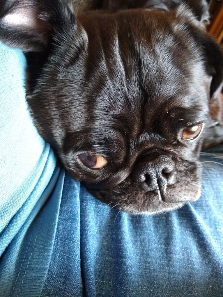 Princess Ebony, a Pug tested with EmbarkVet.com