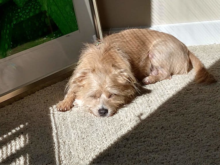 Chipmunk, a Shih Tzu and Chihuahua mix tested with EmbarkVet.com