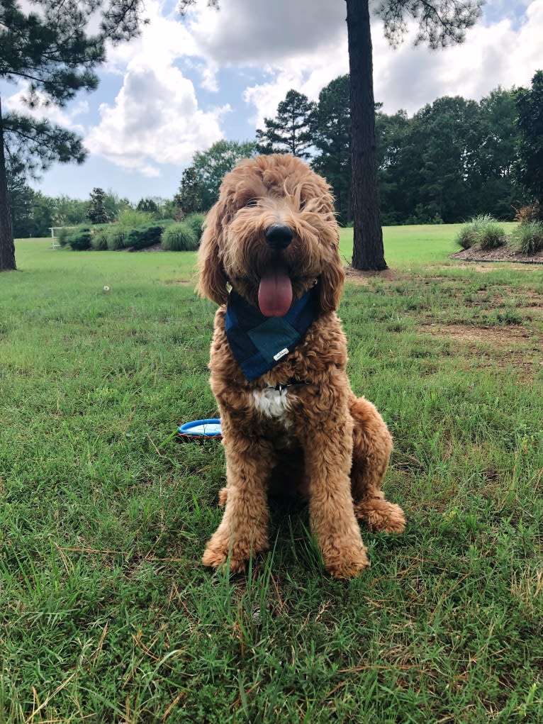 Brodie, a Goldendoodle tested with EmbarkVet.com