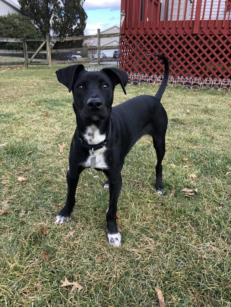 Ollie, an American Pit Bull Terrier and Siberian Husky mix tested with EmbarkVet.com