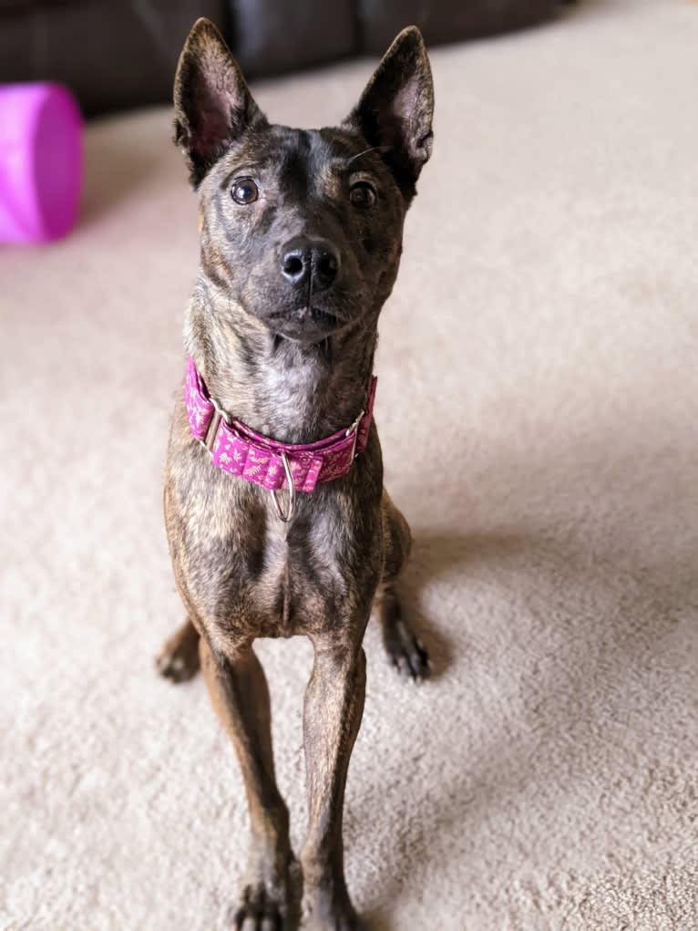 Lotus, a Phu Quoc Ridgeback tested with EmbarkVet.com