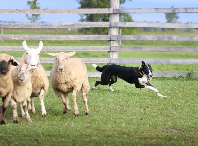 Proven, a Border Collie and Whippet mix tested with EmbarkVet.com