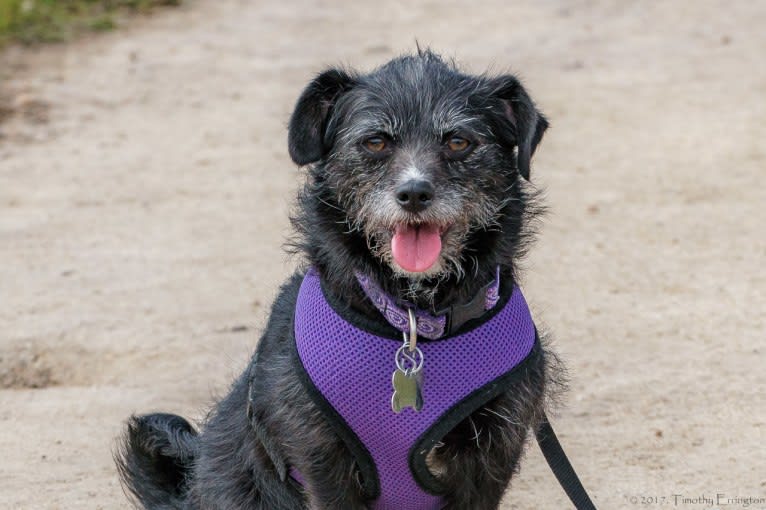 Scruffy, a Poodle (Small) and Chihuahua mix tested with EmbarkVet.com