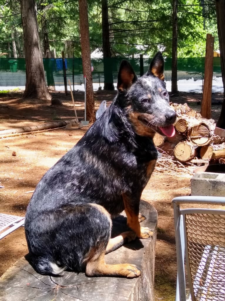 Buck (Little Monster, Little Bear), an Australian Cattle Dog tested with EmbarkVet.com