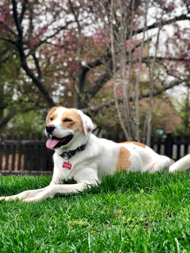 Dylan, a German Shepherd Dog and Chinese Shar-Pei mix tested with EmbarkVet.com