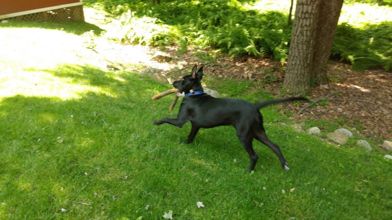 Archer, an American Pit Bull Terrier and German Shepherd Dog mix tested with EmbarkVet.com