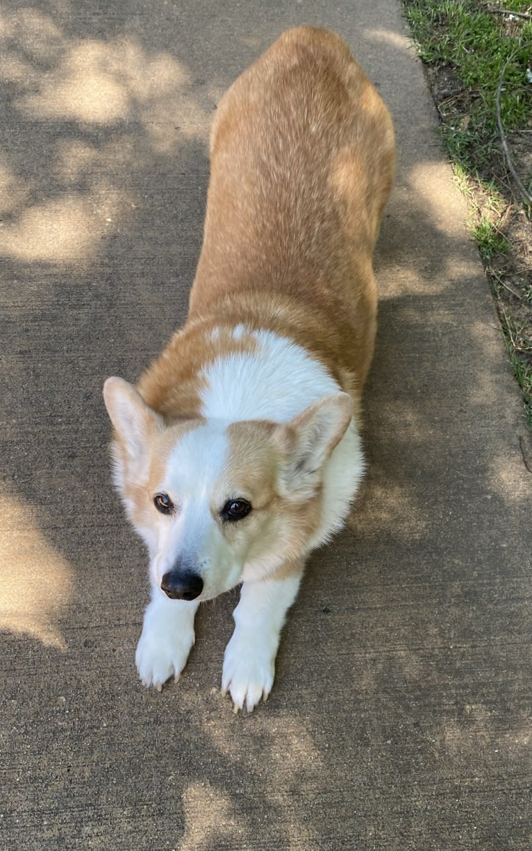 Clark, a Pembroke Welsh Corgi tested with EmbarkVet.com