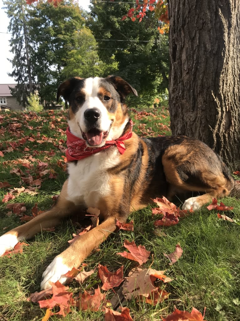 Dexter, a Bernese Mountain Dog and German Shepherd Dog mix tested with EmbarkVet.com