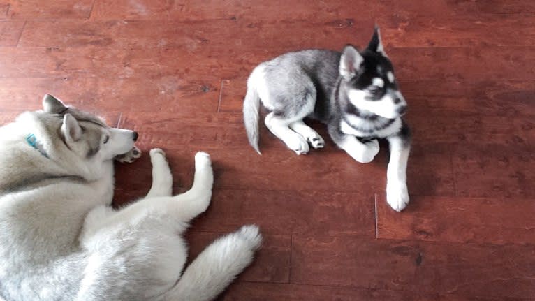 Rocket, a Siberian Husky and Alaskan Malamute mix tested with EmbarkVet.com