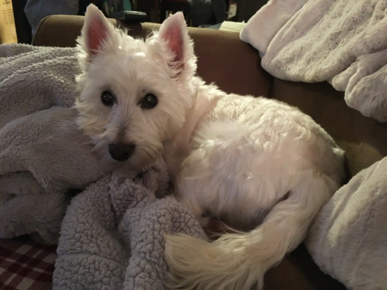 Dylan, a West Highland White Terrier tested with EmbarkVet.com