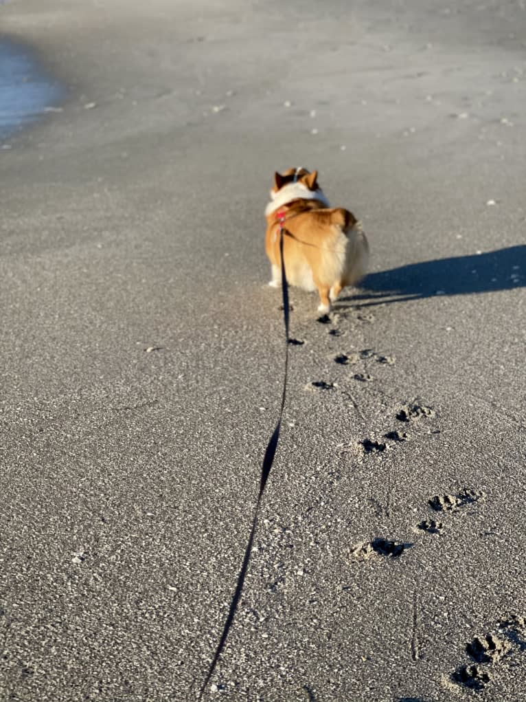 Lil Teddy, a Pembroke Welsh Corgi tested with EmbarkVet.com