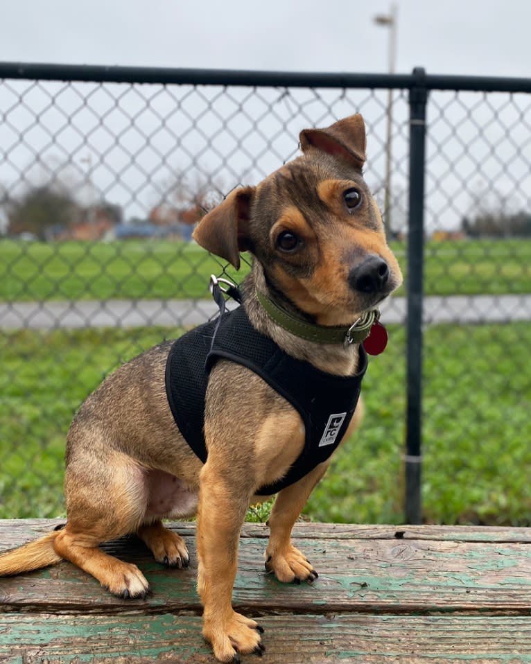 Harry, a Chihuahua and American Pit Bull Terrier mix tested with EmbarkVet.com