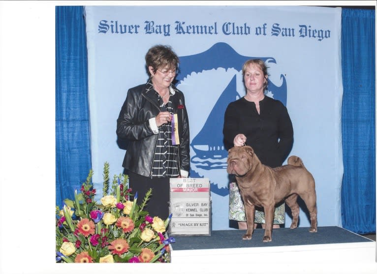 Cara, a Chinese Shar-Pei tested with EmbarkVet.com