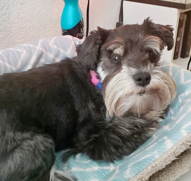 Minnie, a Miniature Schnauzer tested with EmbarkVet.com