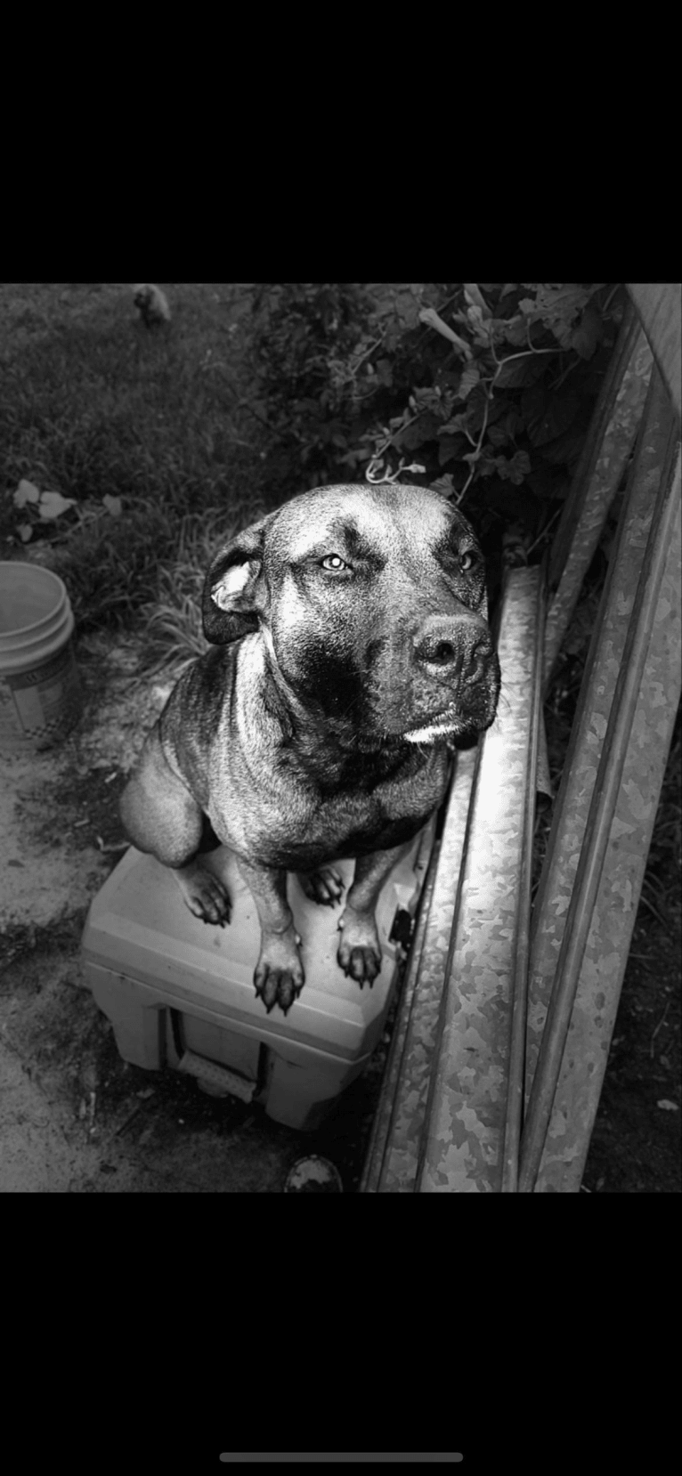 Duke, an American Pit Bull Terrier and Siberian Husky mix tested with EmbarkVet.com