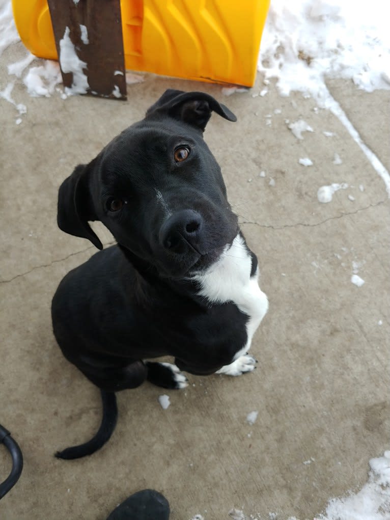 Neo, an American Pit Bull Terrier and Great Pyrenees mix tested with EmbarkVet.com