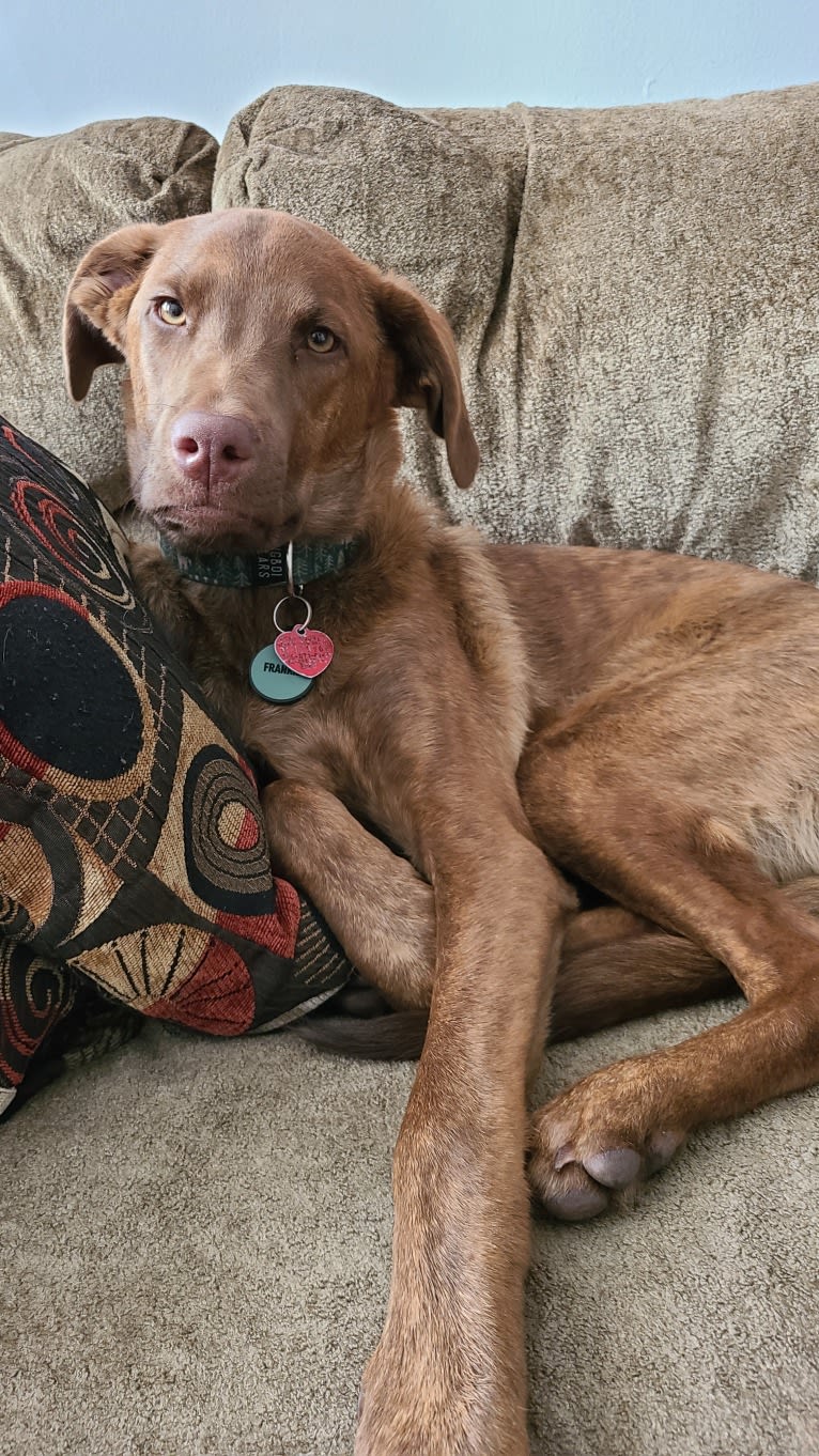 Frankie, an Australian Cattle Dog and Labrador Retriever mix tested with EmbarkVet.com