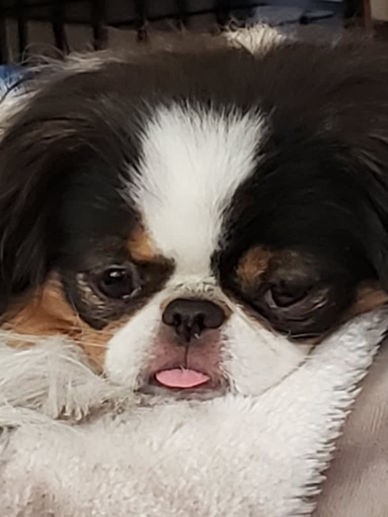Sissy, a Japanese Chin tested with EmbarkVet.com