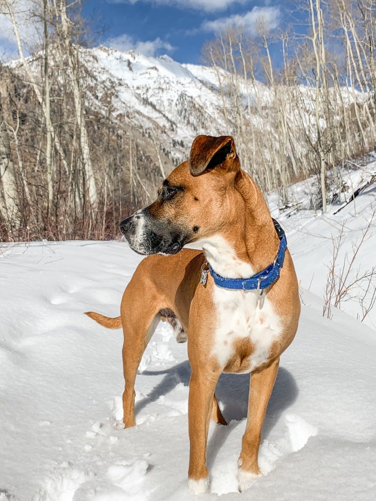Bastion, an American Pit Bull Terrier and Boxer mix tested with EmbarkVet.com