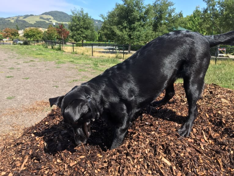 Lucy, a Labrador Retriever tested with EmbarkVet.com