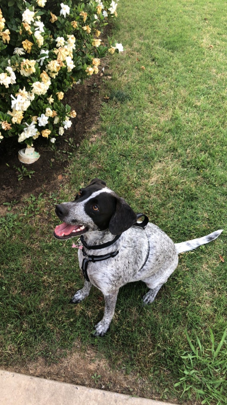 Joone, an Australian Cattle Dog and Chow Chow mix tested with EmbarkVet.com