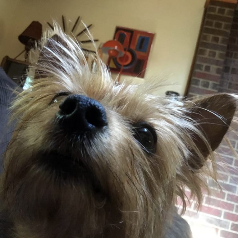 Razzee, a Yorkshire Terrier tested with EmbarkVet.com