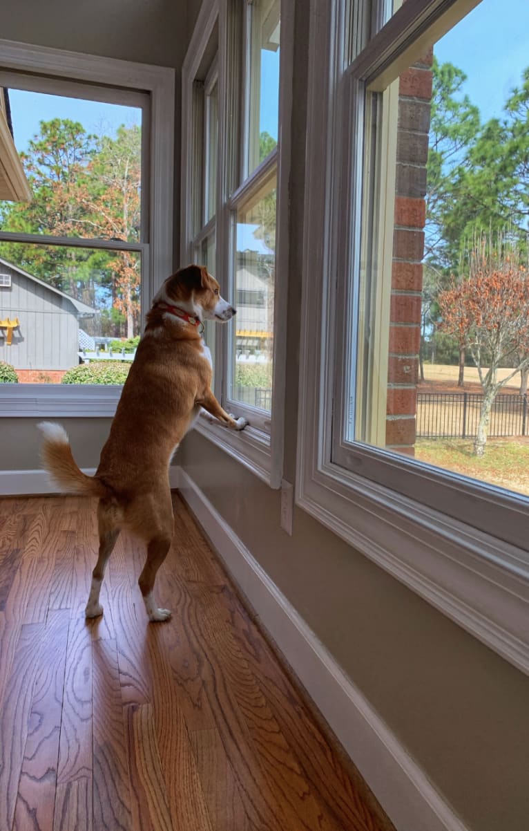 Langston Hughes, a Beagle and Australian Shepherd mix tested with EmbarkVet.com