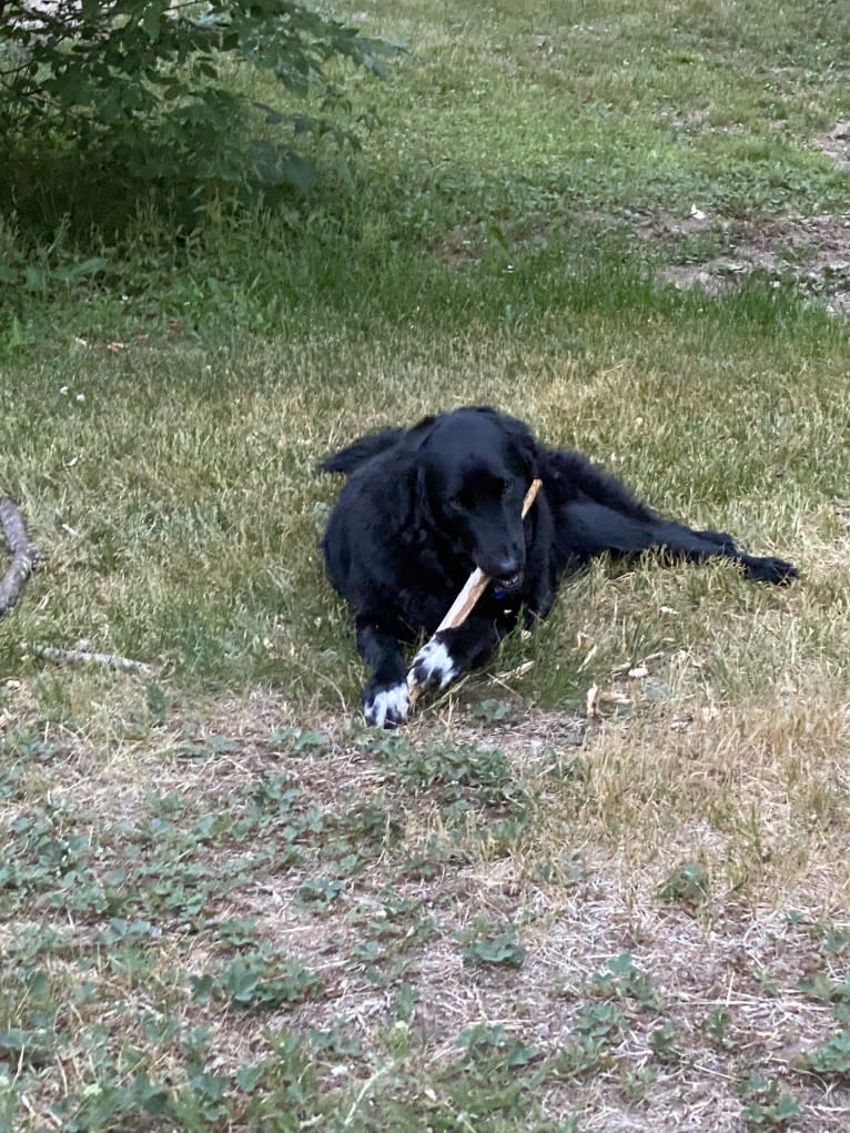 Care Bear Ross, a Labrador Retriever and Australian Cattle Dog mix tested with EmbarkVet.com