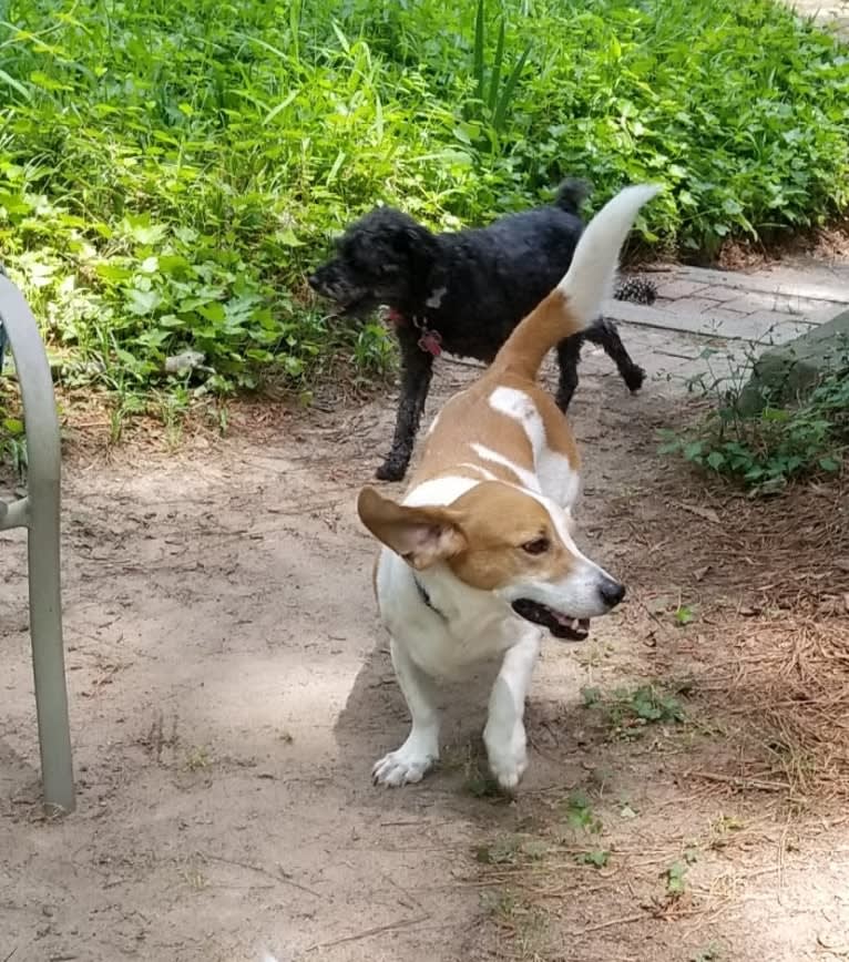 Barney, a Basset Hound and Treeing Walker Coonhound mix tested with EmbarkVet.com