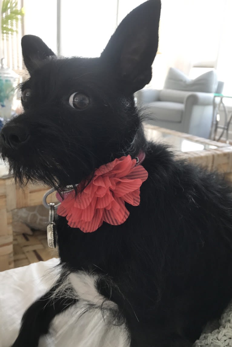 Ella Poppy, a Miniature Schnauzer and Chihuahua mix tested with EmbarkVet.com