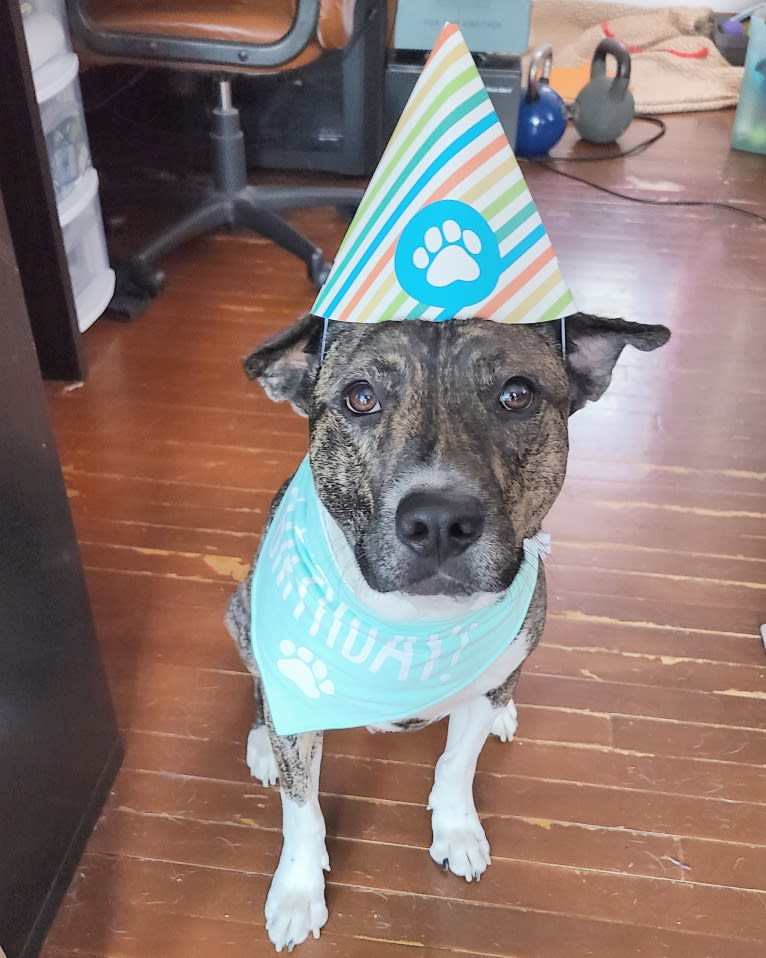 Latke, an American Pit Bull Terrier and Australian Cattle Dog mix tested with EmbarkVet.com
