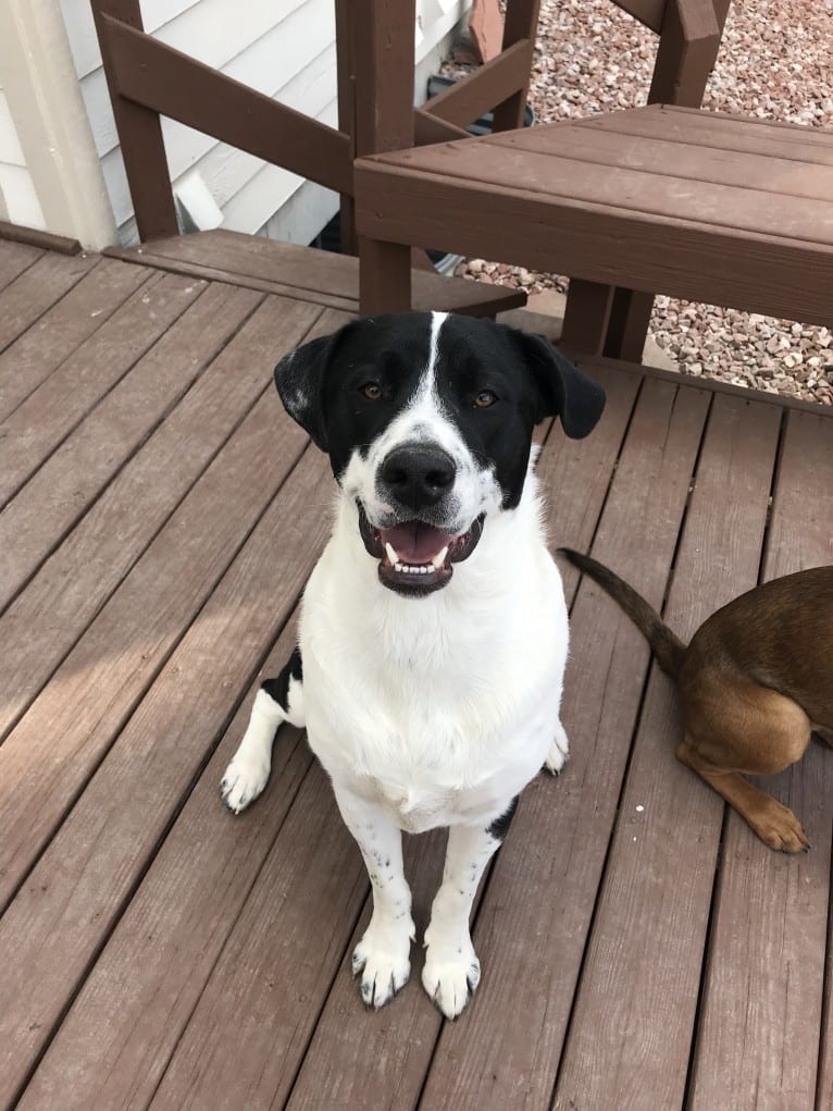 Theodore Ellington, an American Pit Bull Terrier and Siberian Husky mix tested with EmbarkVet.com