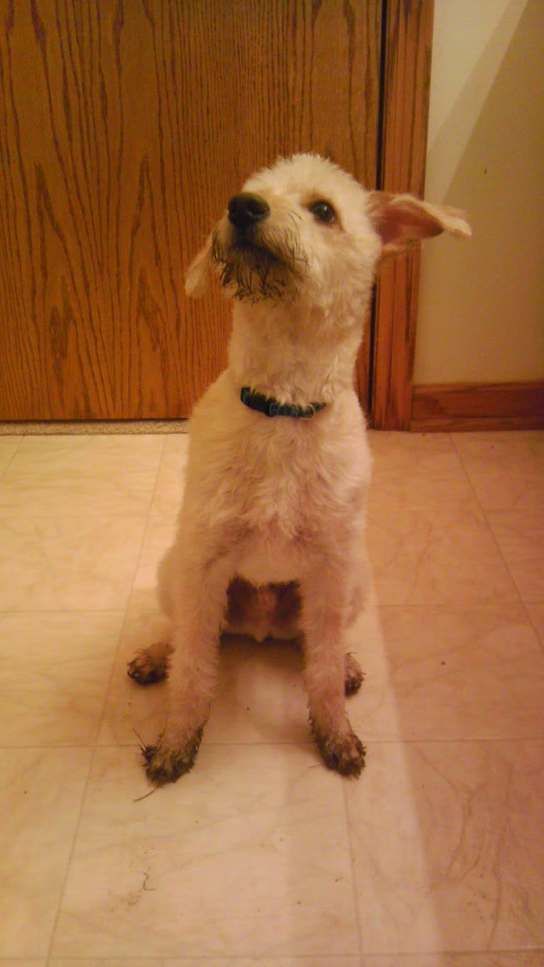 Charlie, a Poodle (Small) and Russell-type Terrier mix tested with EmbarkVet.com