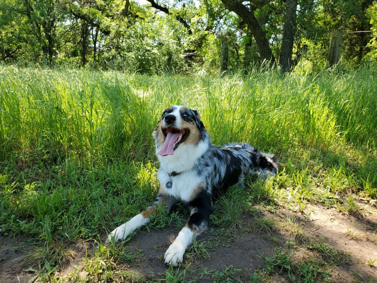 Ellie Einstein Cow Creek Aussies, an Australian Shepherd tested with EmbarkVet.com