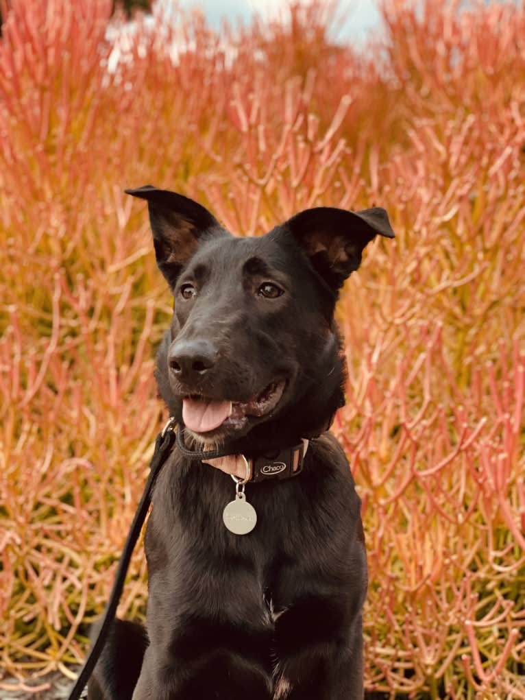 Juno, a German Shepherd Dog and American Pit Bull Terrier mix tested with EmbarkVet.com