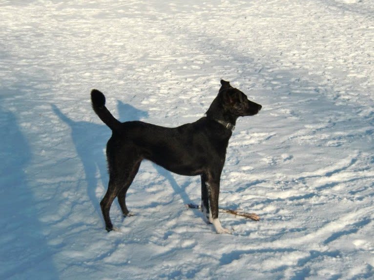 Olia, an European Village Dog tested with EmbarkVet.com