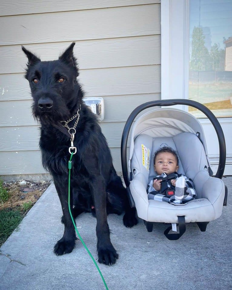 Vaatu, a Black Russian Terrier and Belgian Malinois mix tested with EmbarkVet.com