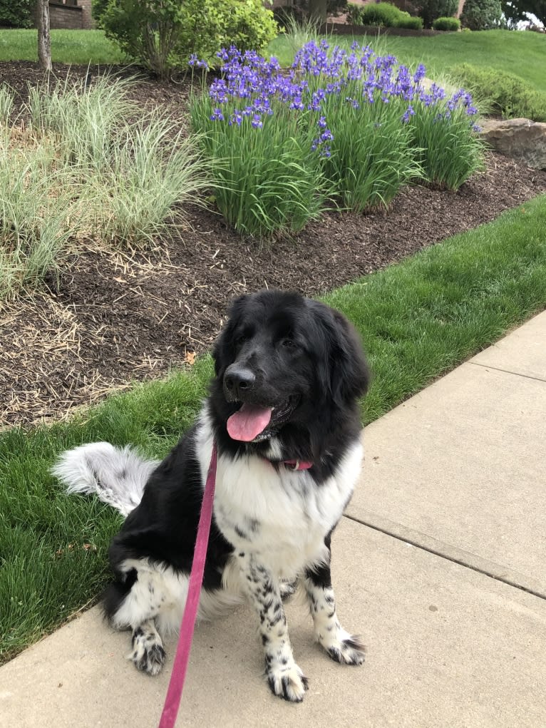 Iris, a Newfoundland tested with EmbarkVet.com