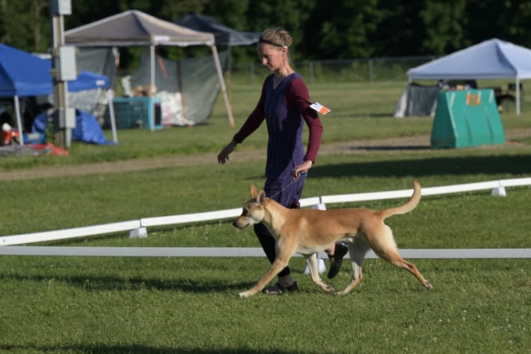 Bones, a Carolina Dog tested with EmbarkVet.com