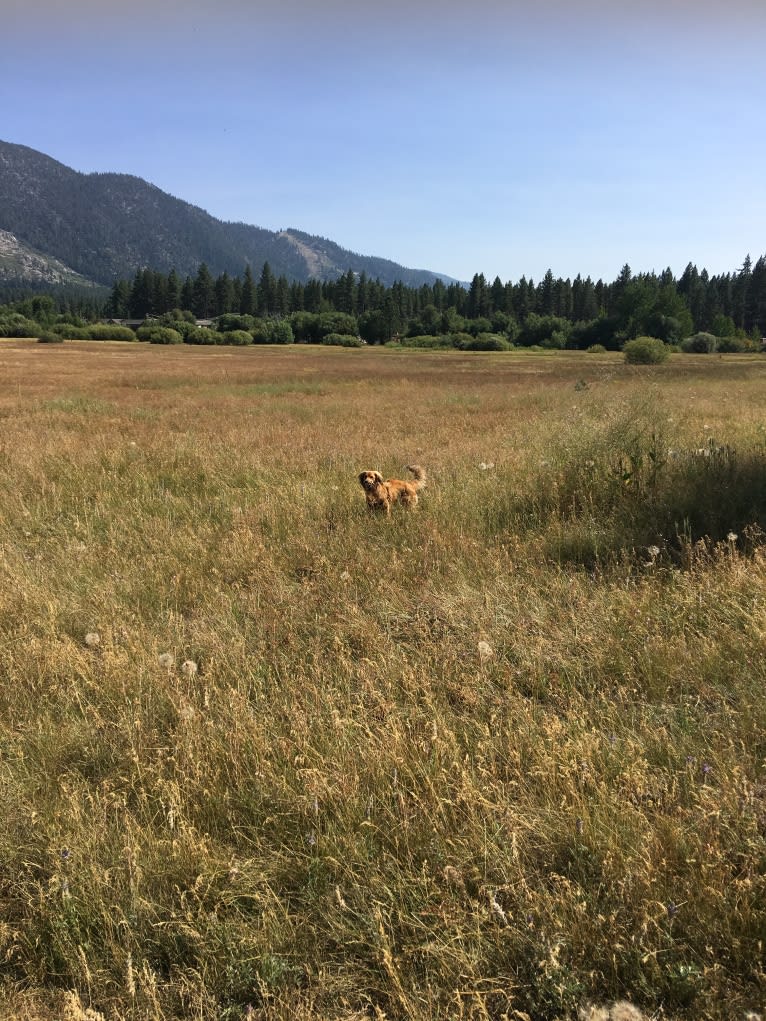 Gus, a Russell-type Terrier and Cocker Spaniel mix tested with EmbarkVet.com